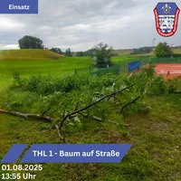 Baum 3 2025-08-01.jpg